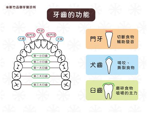 牙齒的功能|牙齒解剖